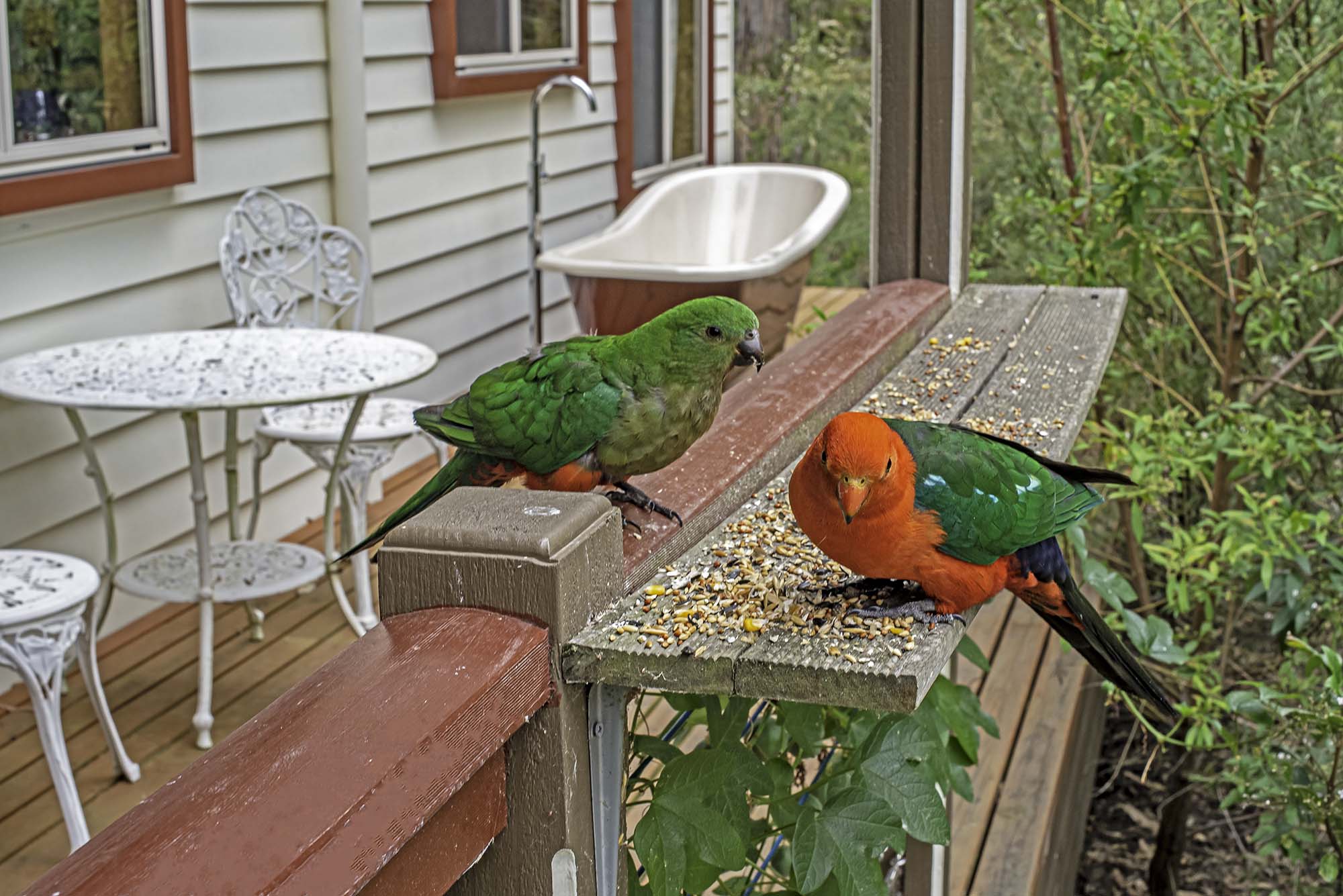 King_Parrot_2