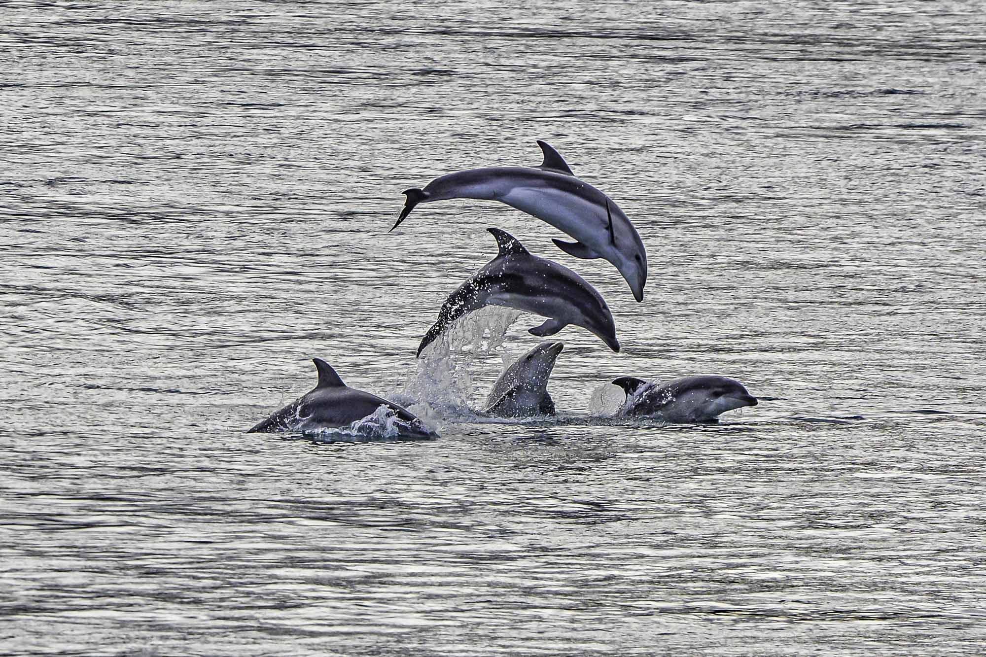 Burranan Dolphins