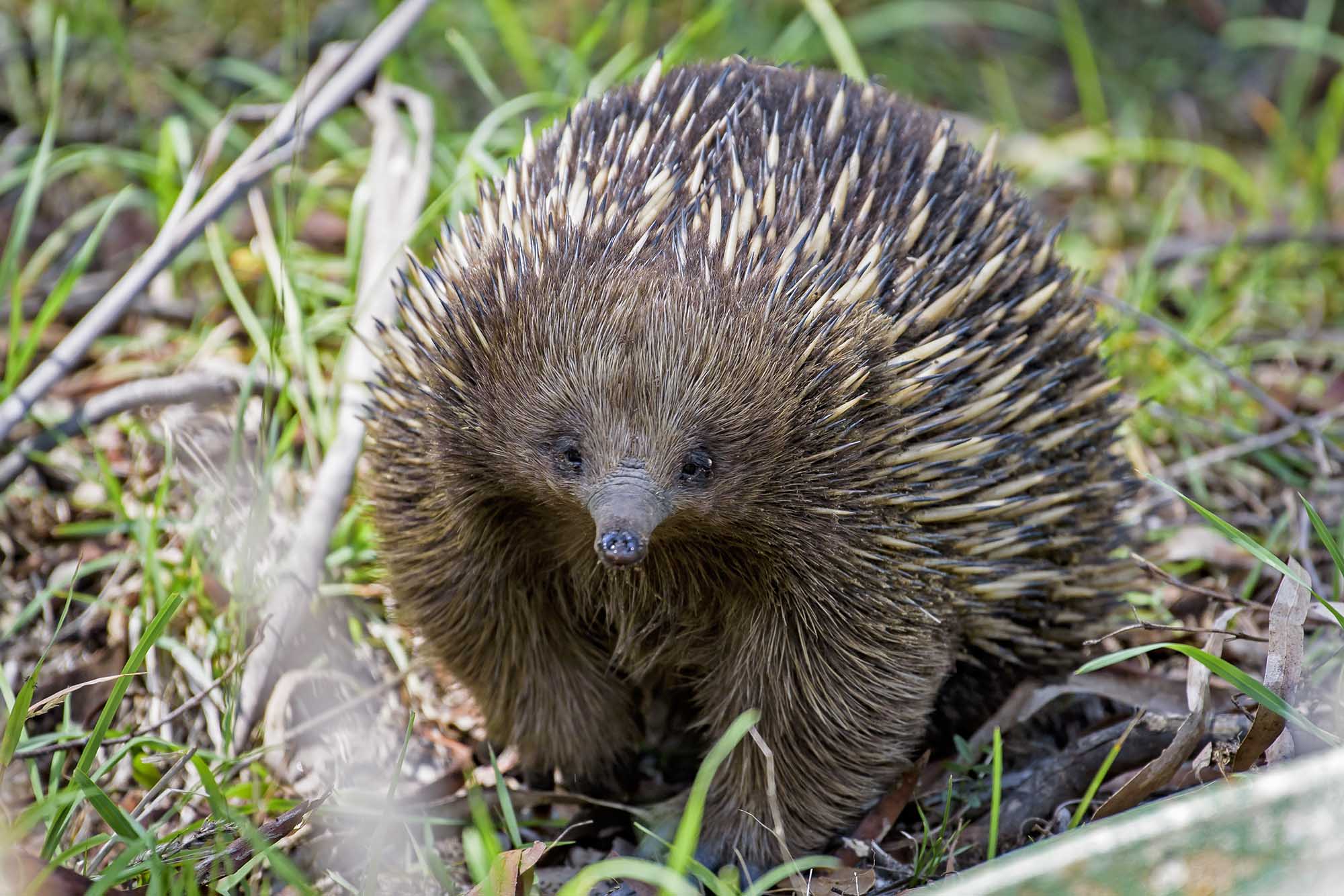 An echidna in the grass