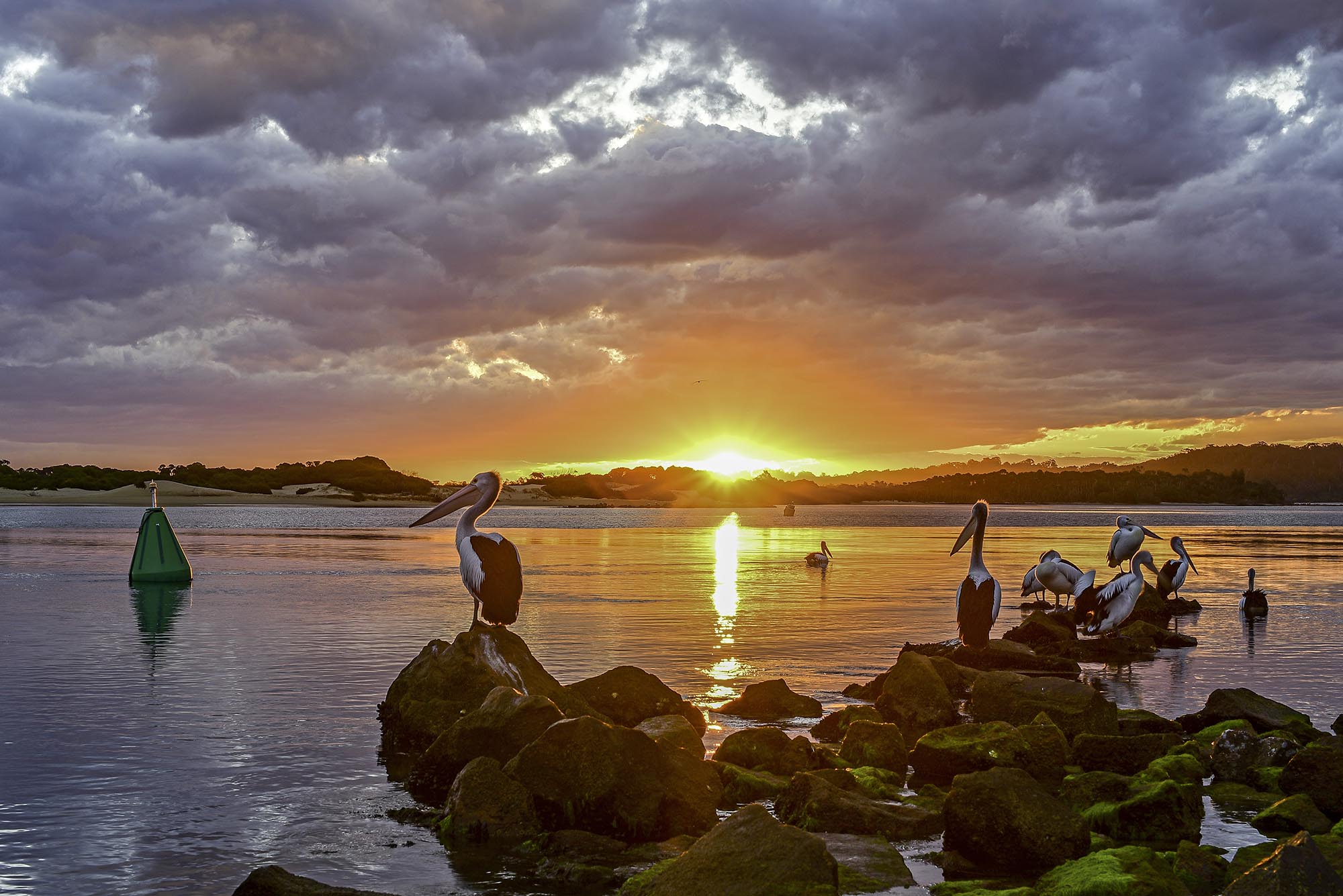 Pelicans at sunset