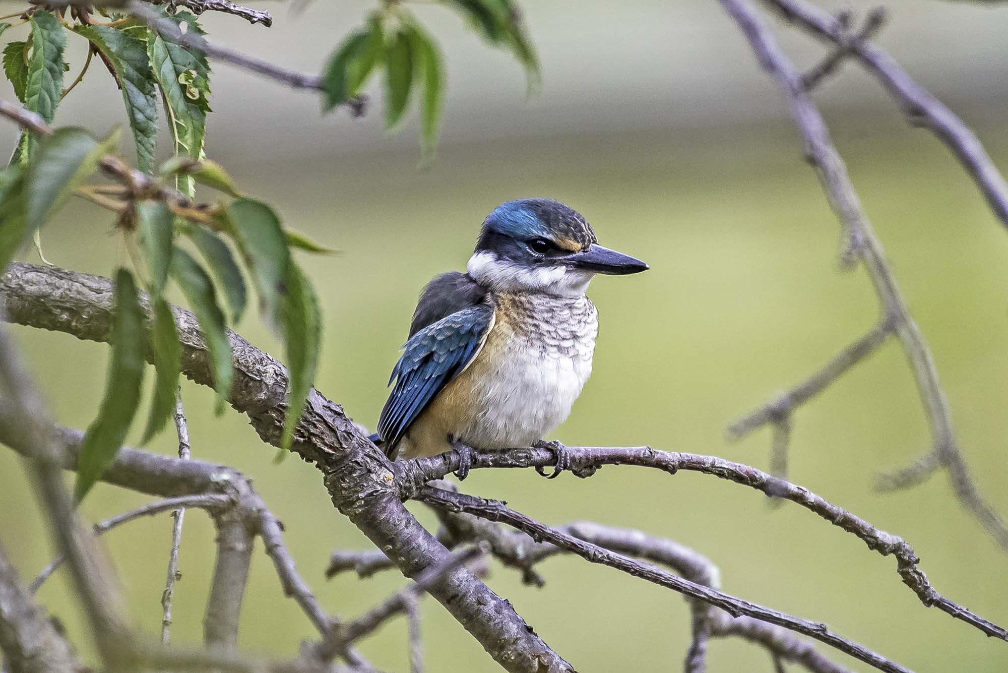 Sacred Kingfisher